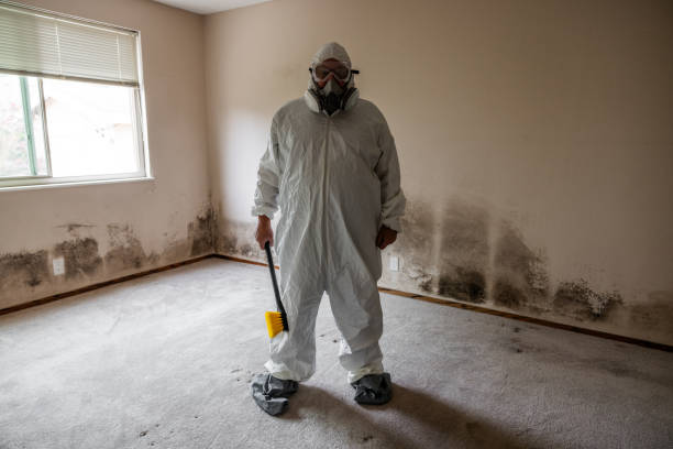 Best Basement Mold Removal  in USA